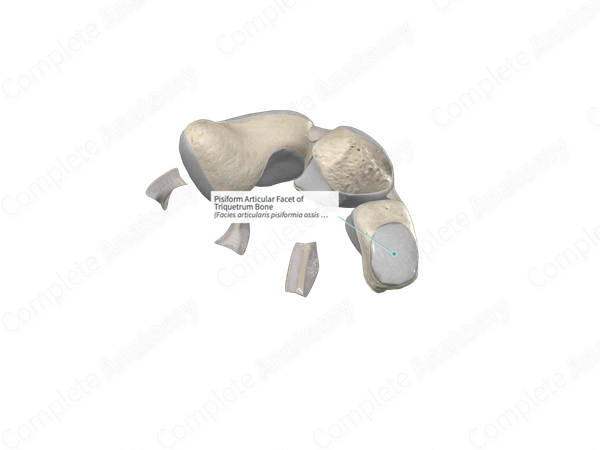 Pisiform Articular Facet of Triquetrum Bone