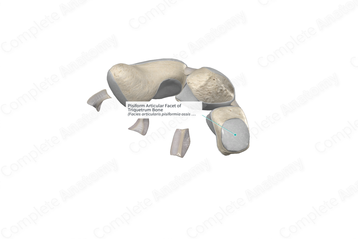Pisiform Articular Facet of Triquetrum Bone 