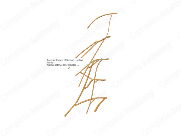 Anterior Ramus of Second Lumbar Nerve