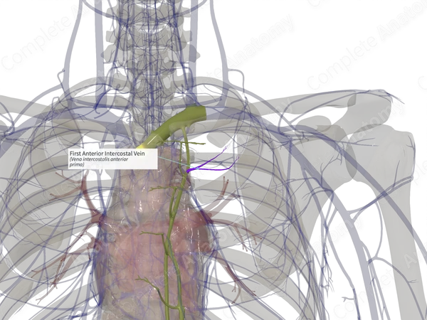 First Anterior Intercostal Vein (Left)