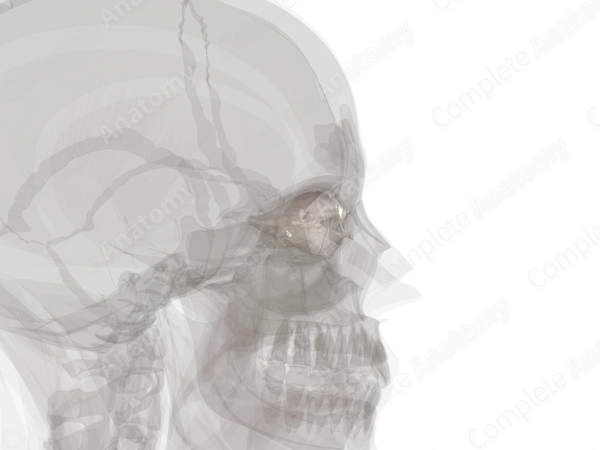 Connective Tissue of Orbital Cavity (Left)