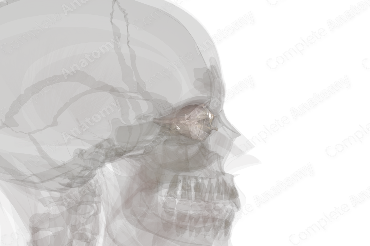 Connective Tissue of Orbital Cavity (Left)