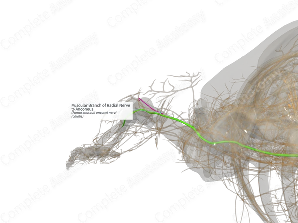 Muscular Branch of Radial Nerve to Anconeus (Right)