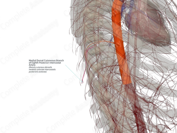 Medial Dorsal Cutaneous Branch of Eighth Posterior Intercostal Artery (Left)