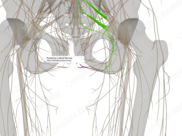 Posterior Labial Nerves (Left)