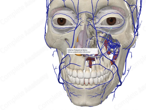 Inferior Palpebral Veins 
