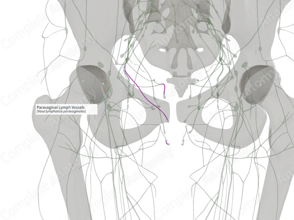 Paravaginal Lymph Vessels (Left)