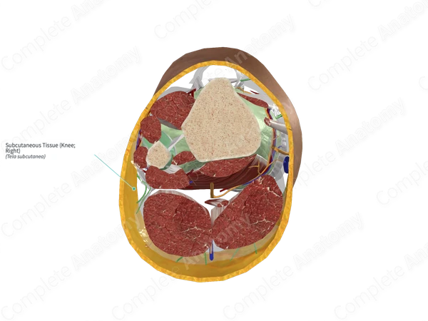 Subcutaneous Tissue (Knee; Left)