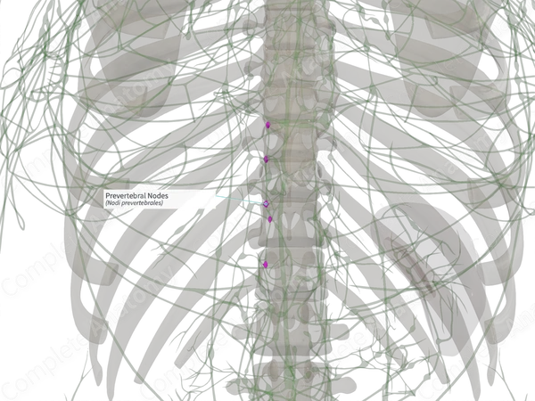 Prevertebral Nodes (Left)