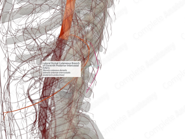 Lateral Dorsal Cutaneous Branch of Eleventh Posterior Intercostal Artery (Right)