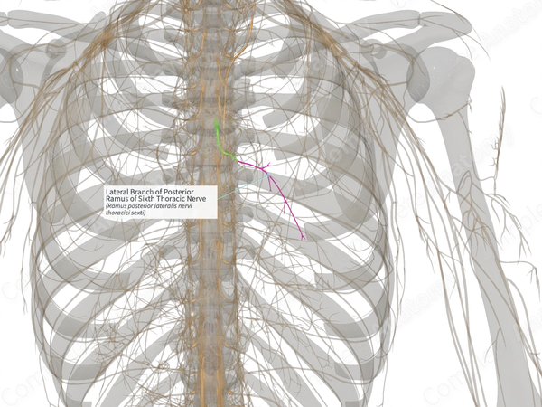 Lateral Branch of Posterior Ramus of Sixth Thoracic Nerve (Right)
