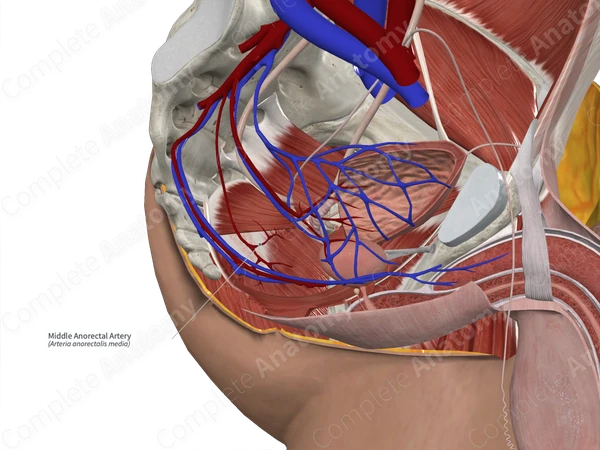 Middle Anorectal Artery 