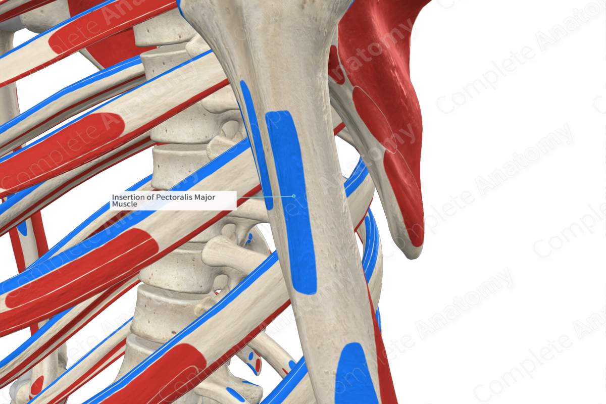 Insertion of Pectoralis Major Muscle