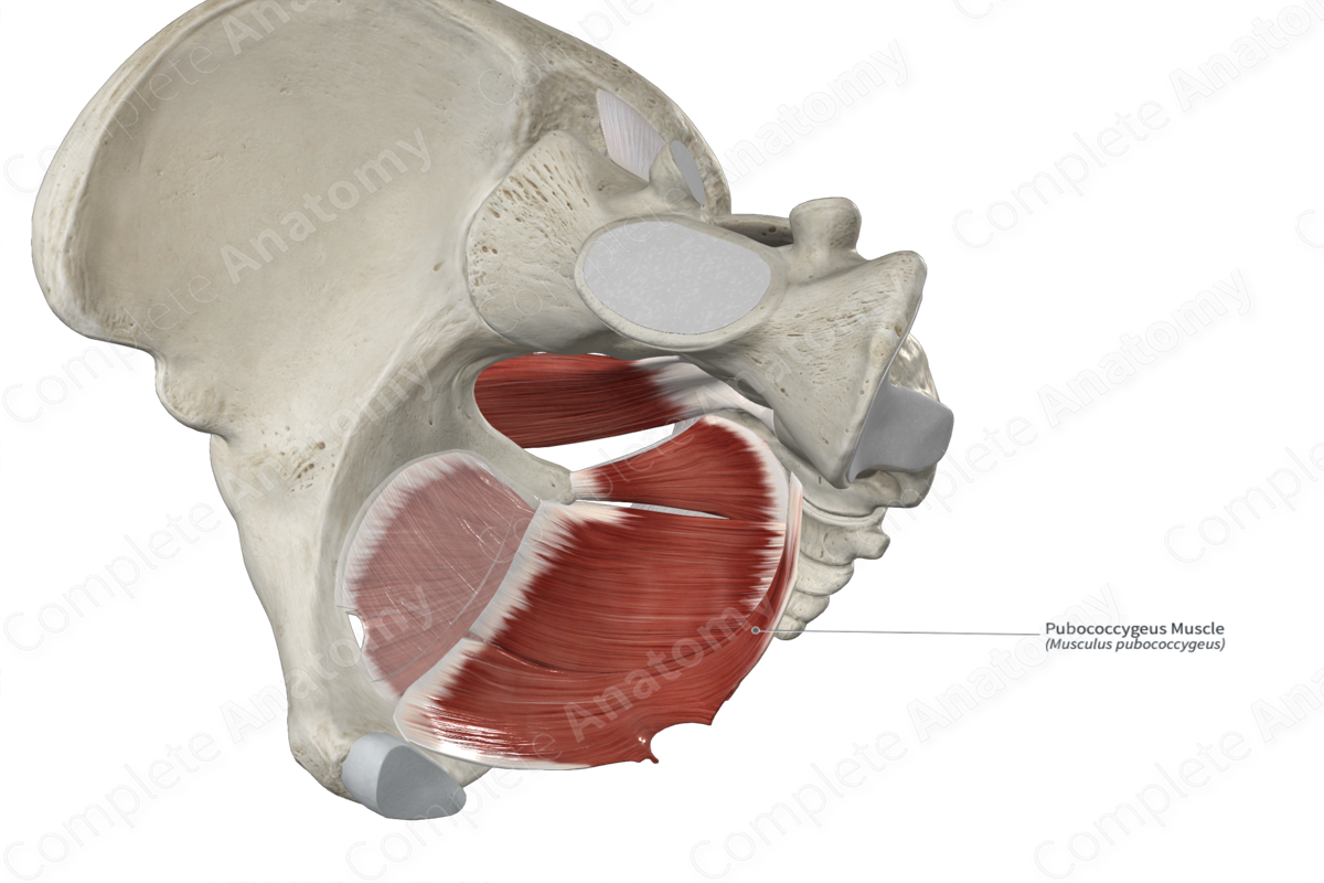 Pubococcygeus Muscle 