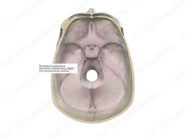 Periosteal Cranial Dura (Posterior Cranial Fossa; Right)