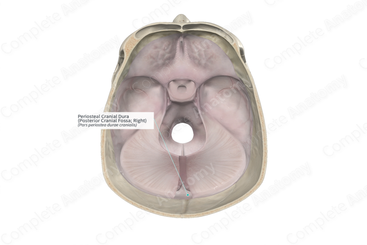 Periosteal Cranial Dura (Posterior Cranial Fossa; Right)