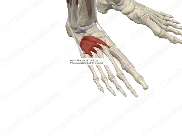 Distal Phalanx of Third Toe