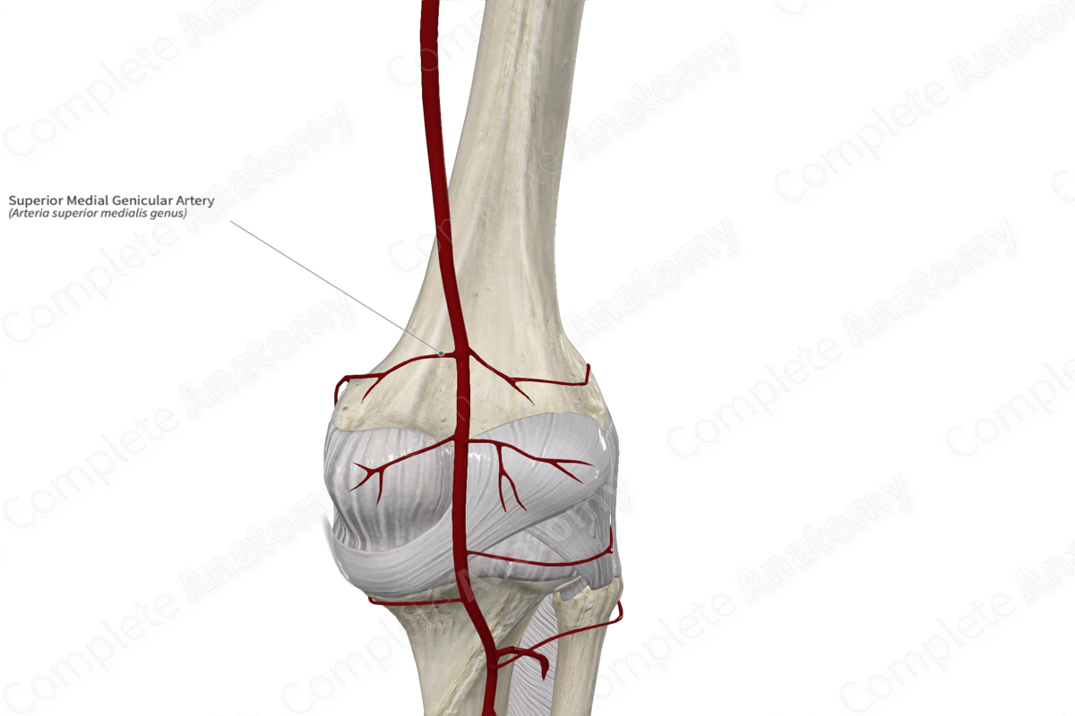 Superior Medial Genicular Artery 