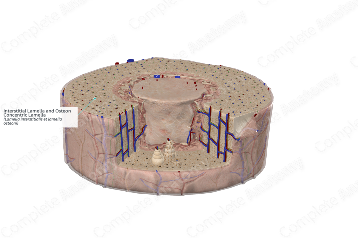 Lamellae  