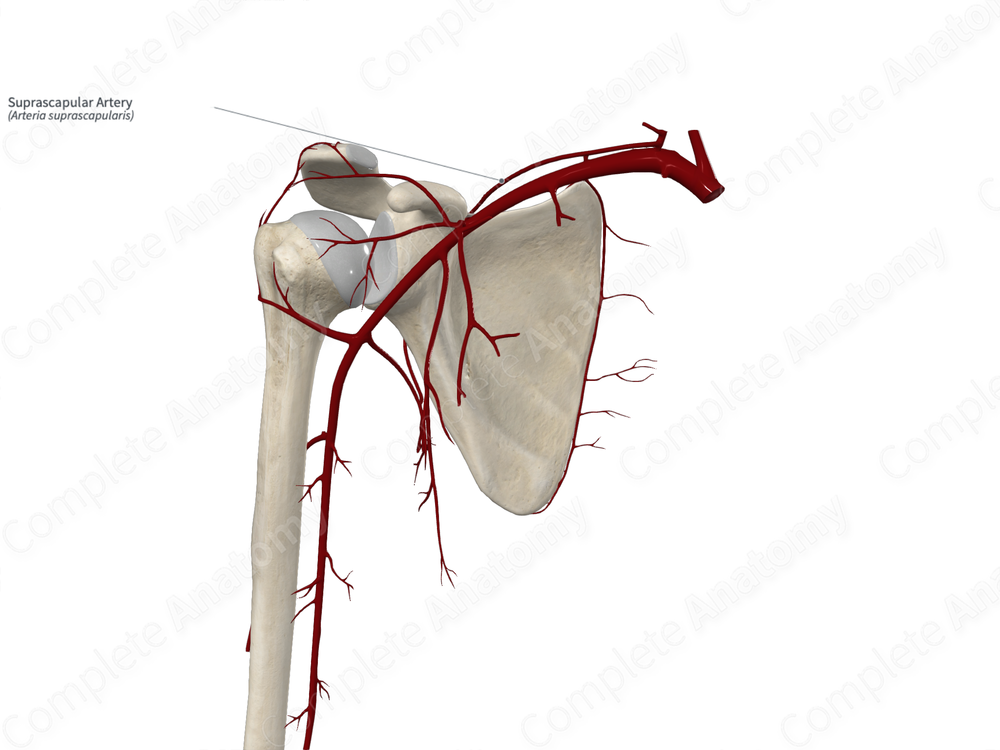 Suprascapular Artery | Complete Anatomy