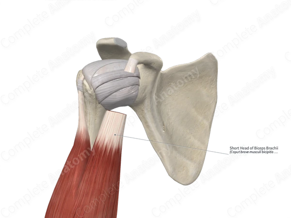Short Head of Biceps Brachii 