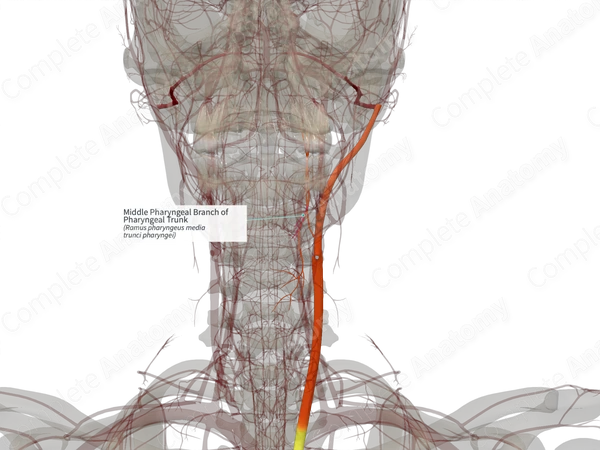 Middle Pharyngeal Branch of Pharyngeal Trunk (Left)