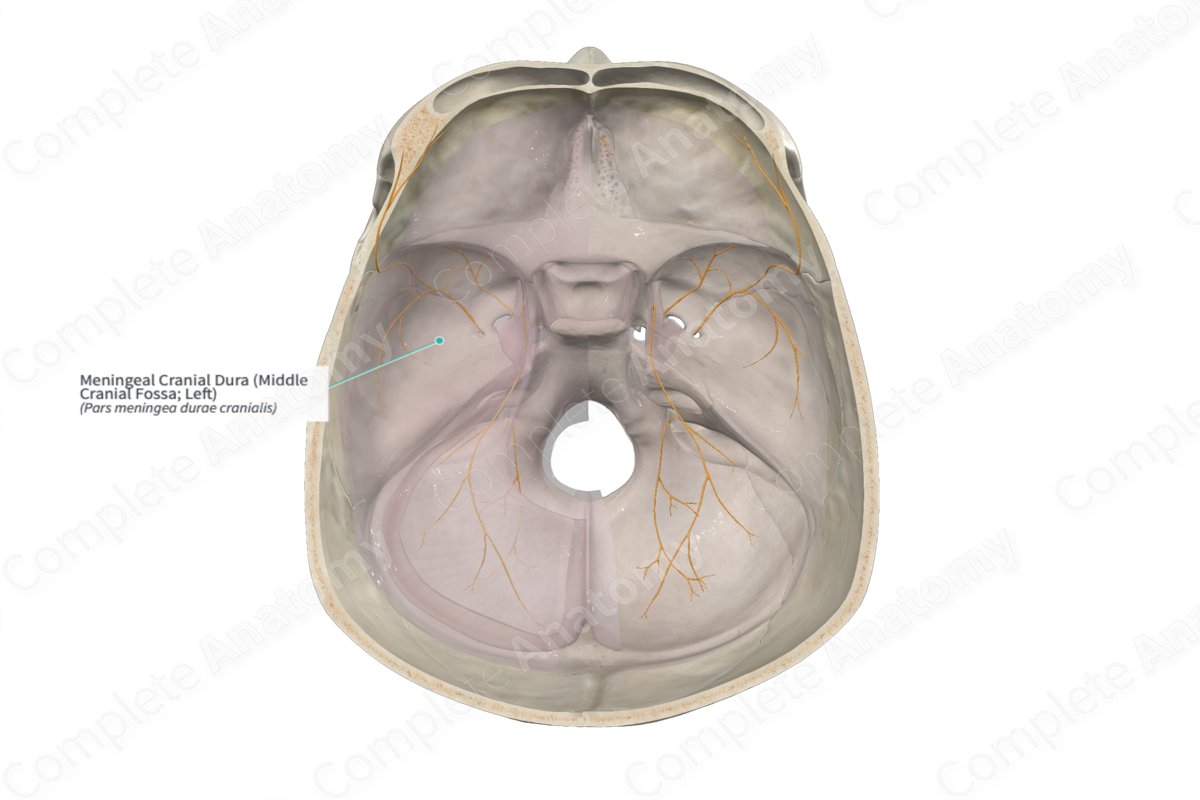 Meningeal Cranial Dura (Middle Cranial Fossa; Left)