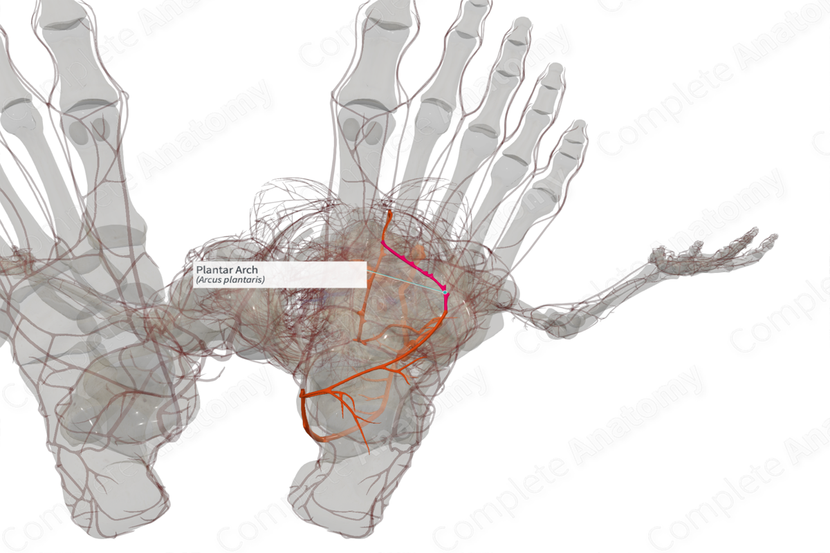 Plantar arch deals