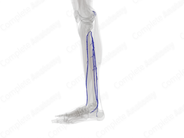 Deep Veins of Leg (Left)
