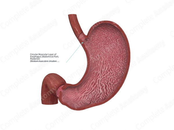 Circular Muscular Layer of Esophagus (Abdominal Part; Posterior)