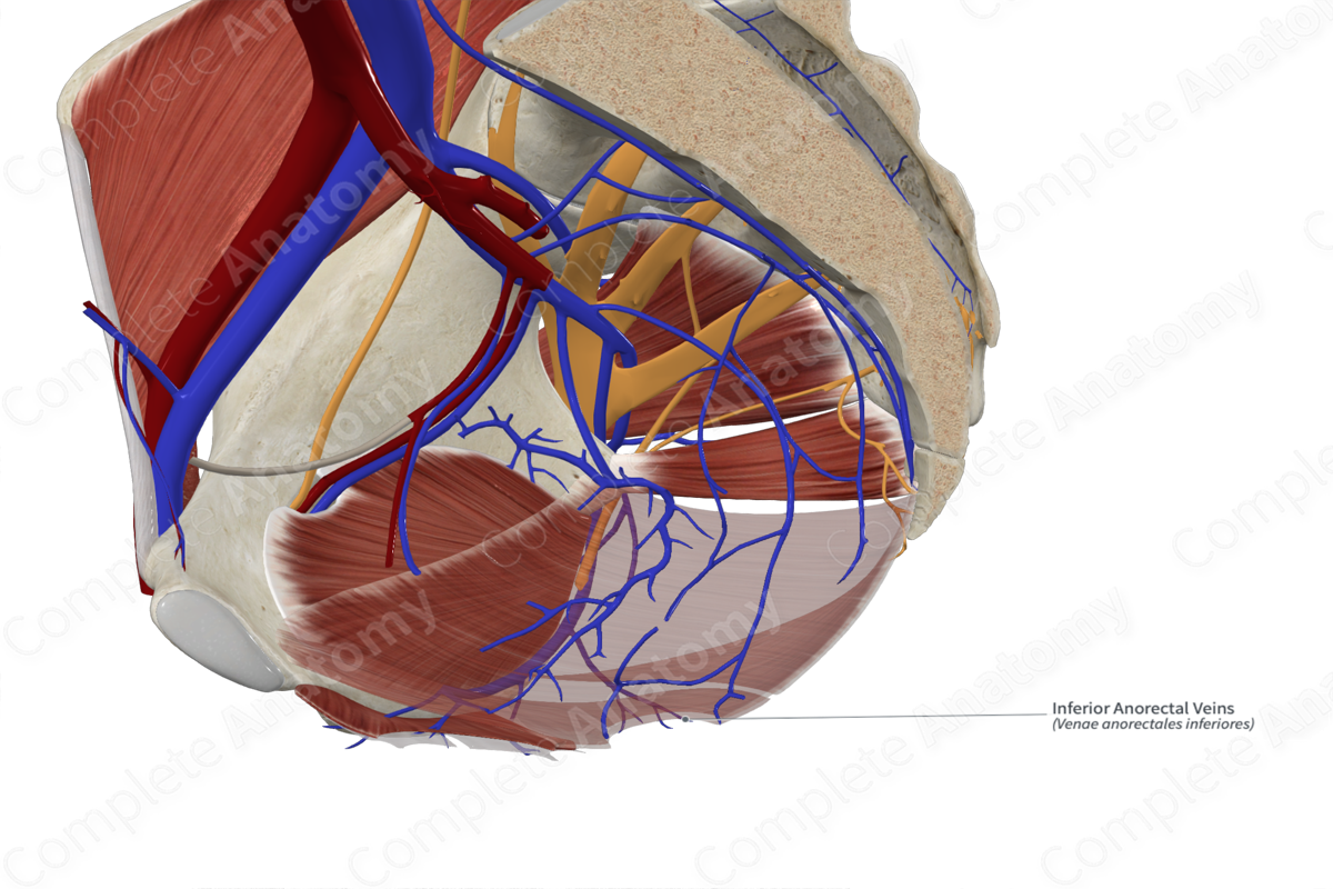 Inferior Anorectal Veins 