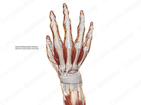 Dorsal Metacarpal Arteries