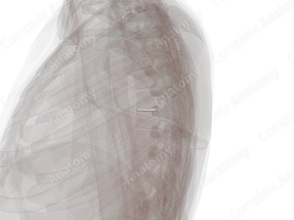 Intervertebral Disc (T6-T7)