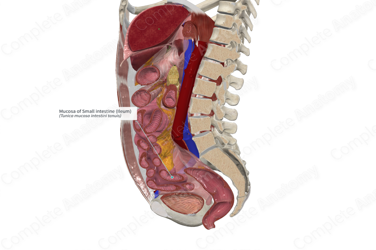 Қара шашты қыздармен жыныстық қатынас