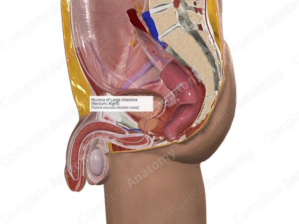 Mucosa of Large Intestine (Rectum; Right)