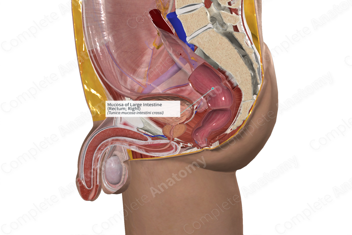 Mucosa of Large Intestine (Rectum; Right)