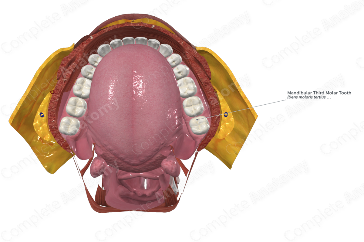 Mandibular Third Molar Tooth 