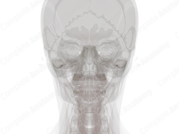 Temporomandibular Joint