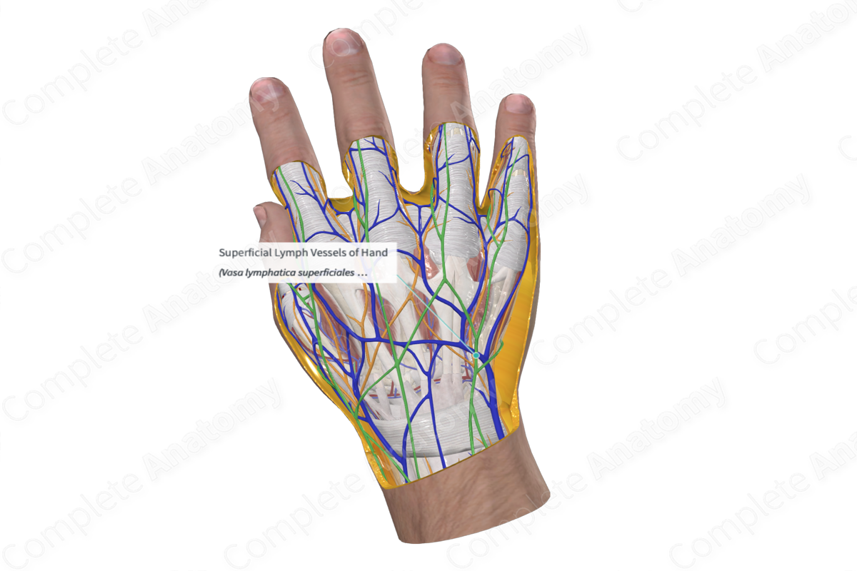Superficial Lymph Vessels of Hand 