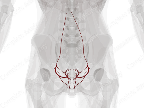 Arteries of Female Internal Genitalia