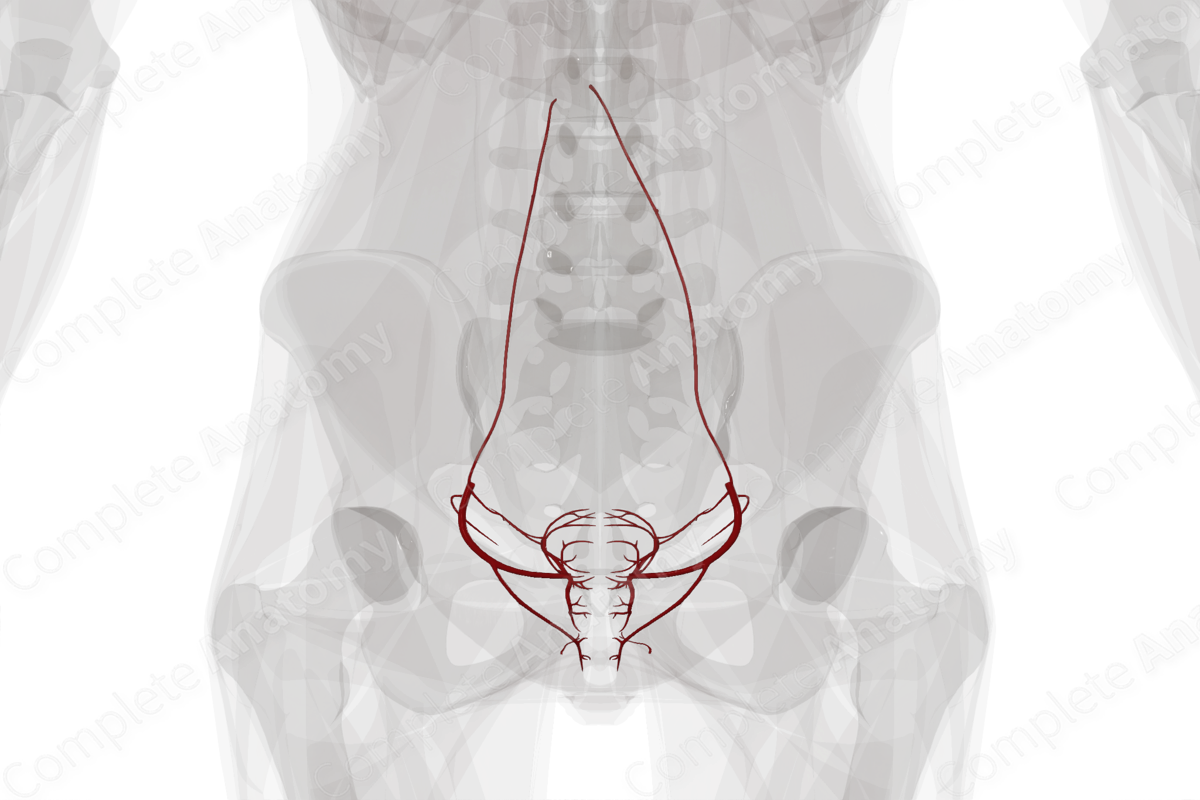 Arteries of Female Internal Genitalia