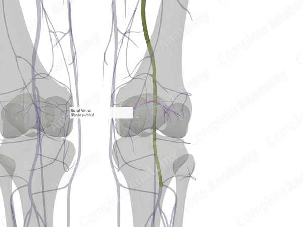 Sural Veins (Left)