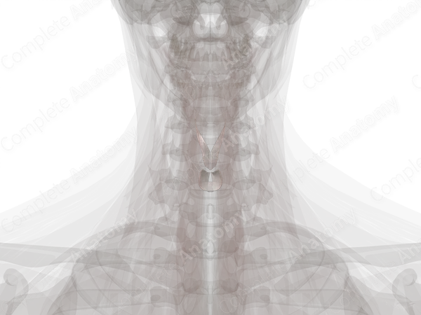 Intrinsic Ligaments and Membranes of Larynx