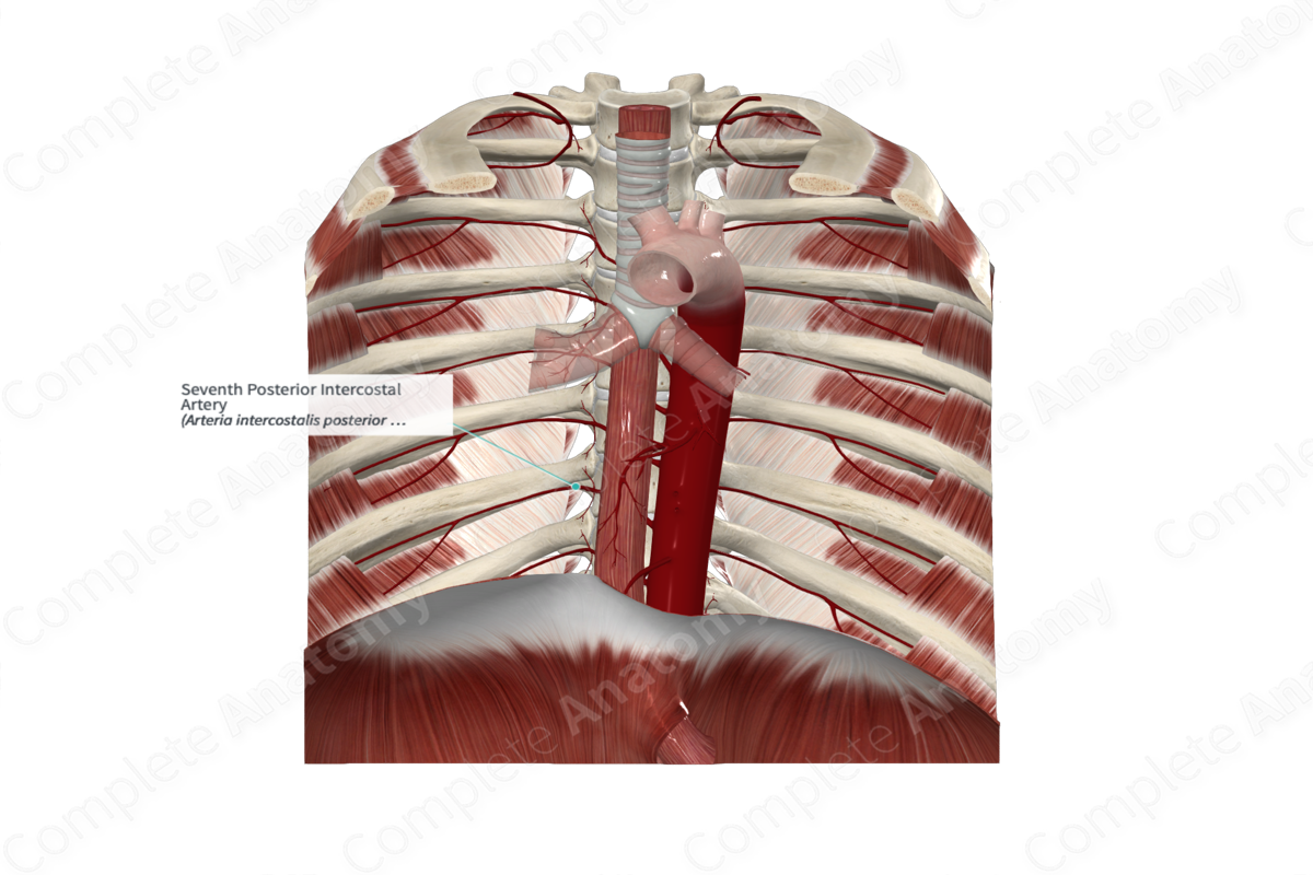 Seventh Posterior Intercostal Artery 