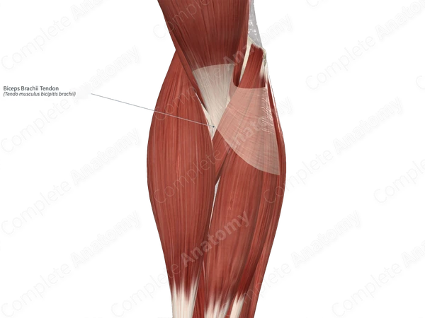 Biceps Brachii Tendon 