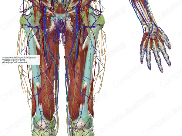 Anteromedial Superficial Lymph Vessels of Lower Limb