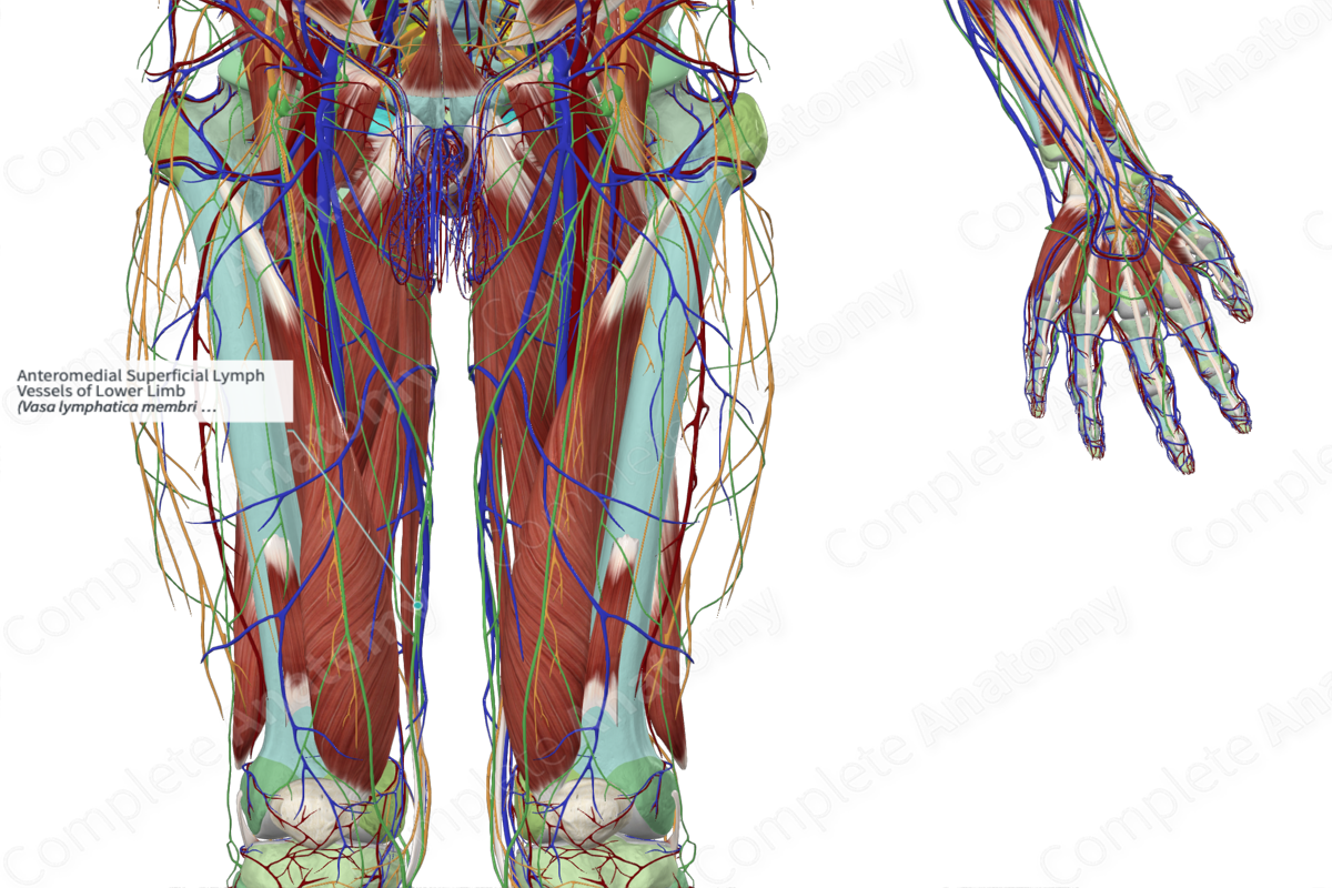 Anteromedial Superficial Lymph Vessels of Lower Limb 