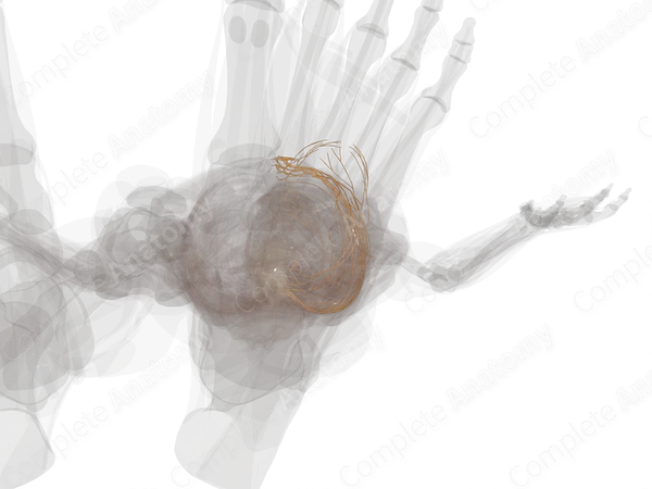 Anterior Rami of Thoracic Nerves (Left)