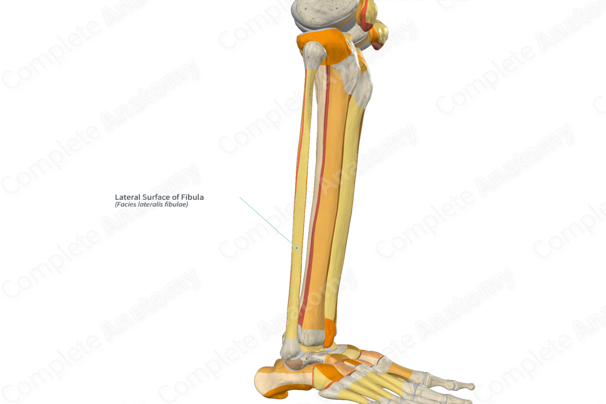 Lateral Surface of Fibula Complete Anatomy