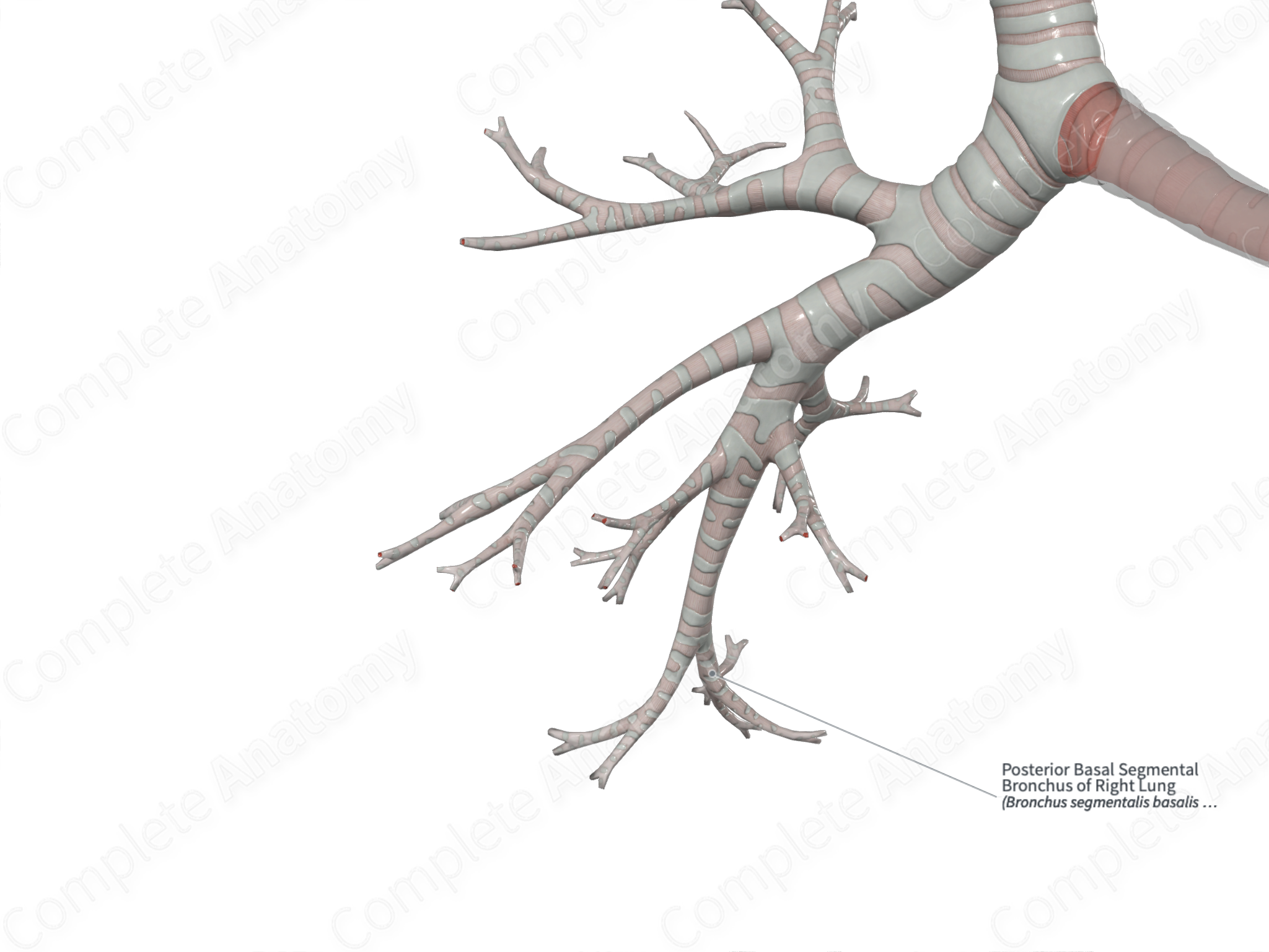 Posterior Basal Segmental Bronchus of Right Lung | Complete Anatomy